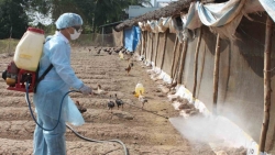 Thời tiết diễn biến phức tạp khiến dịch bệnh trên đàn vật nuôi có nguy cơ bùng phát