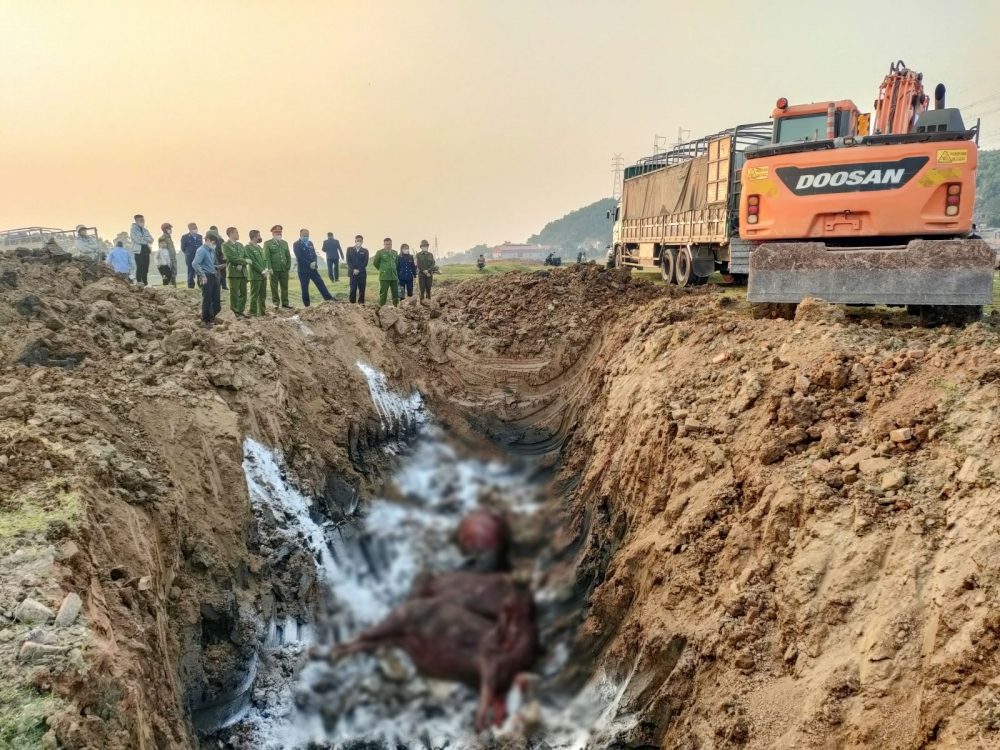 Bắc Ninh: Phát hiện, tiêu hủy 13 con trâu mắc bệnh lở mồm long móng