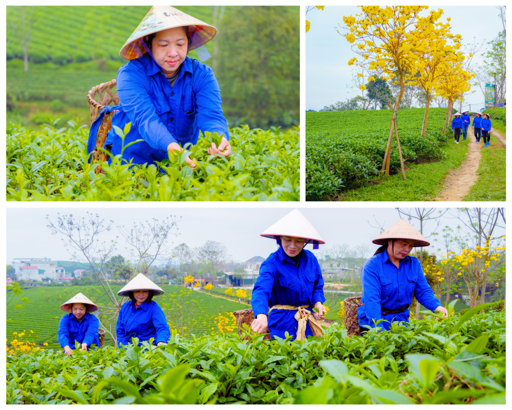 Nông trường Chè Mỹ Lâm (Tuyên Quang) Nông trường Chè Mỹ Lâm (Tuyên Quang)