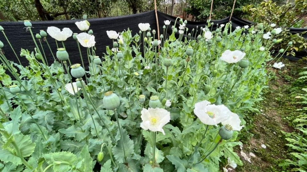 Bắc Giang: Khởi tố vụ án, khởi tố bị can trồng hơn 2000 cây thuốc phiện