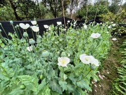 bac giang phat hien hon 2000 cay thuoc phien duoc trong tai 1 nha dan