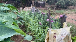Bắc Giang: Khởi tố vụ án "trồng cây thuốc phiện"