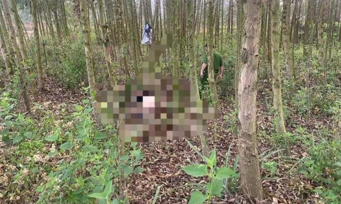 Bắc Giang: Phát hiện 1 thi thể nam giới trong vườn cây bạch đàn