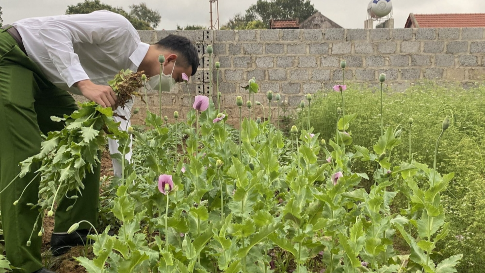 Bắc Giang: Liên tiếp phát hiện 3 vụ trồng cây thuốc phiện