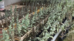 bac giang lien tiep phat hien 3 vu trong cay thuoc phien