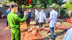 Bắc Giang: Phát hiện, xử lý một hộ gia đình mua bán hơn 1 tấn lợn nhiễm bệnh