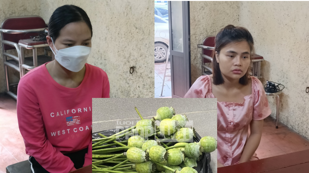 Bắc Giang: Bắt hai đối tượng mua bán quả anh túc