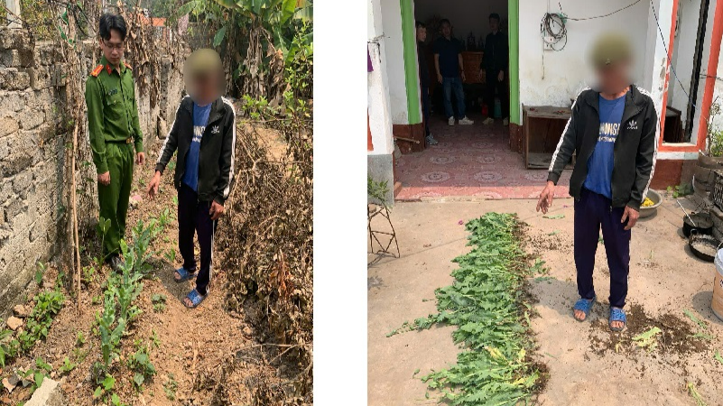 Bắc Giang: Phát hiện nhà dân trồng 132 cây có chứa chất ma túy