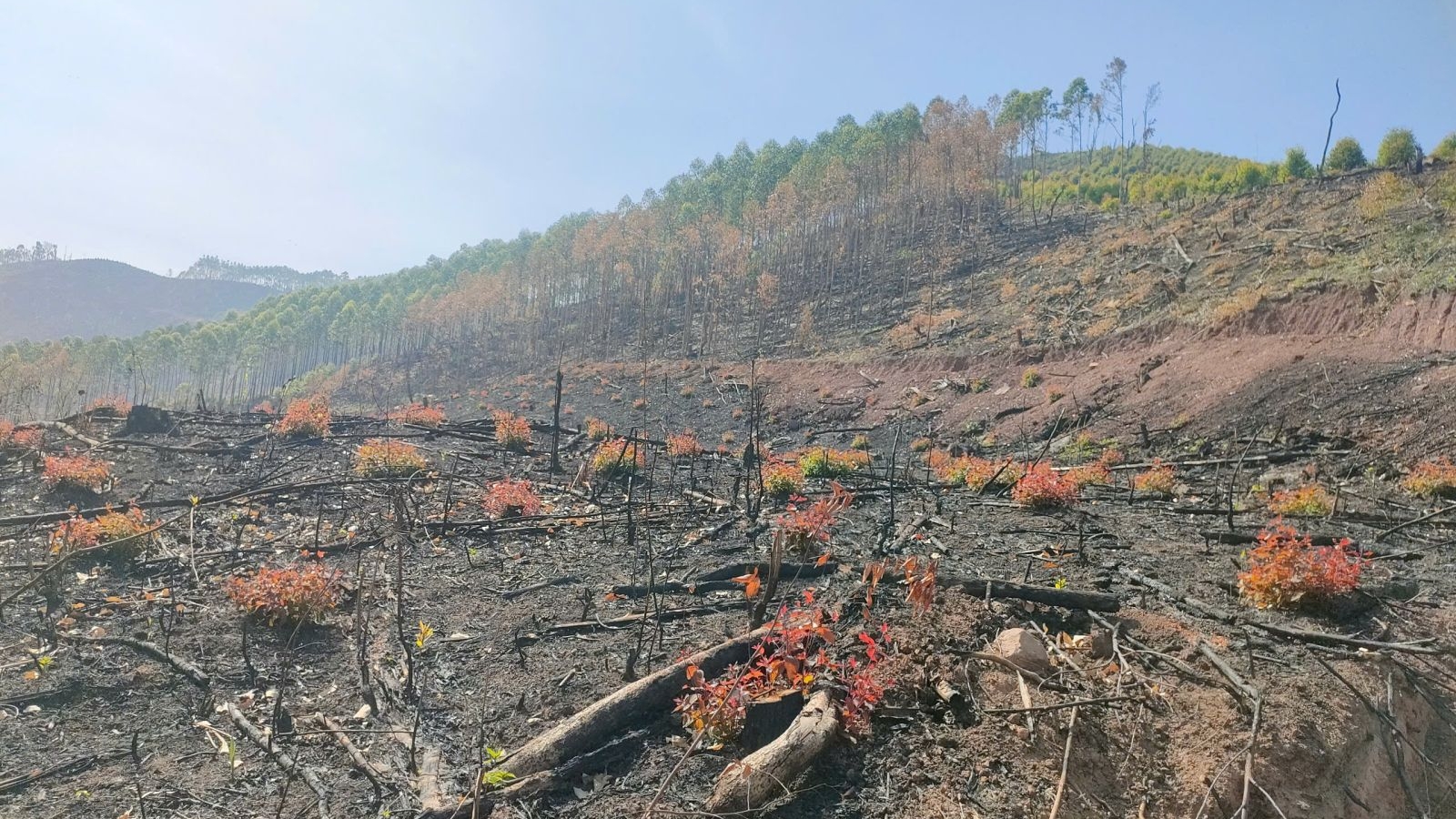 Bắc Giang: Bắt Giám đốc Công ty TNHH MTV lâm nghiệp Mai Sơn