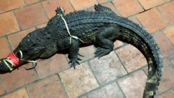 Bắc Giang: Tiếp nhận cá sấu nước ngọt nặng 35 kg