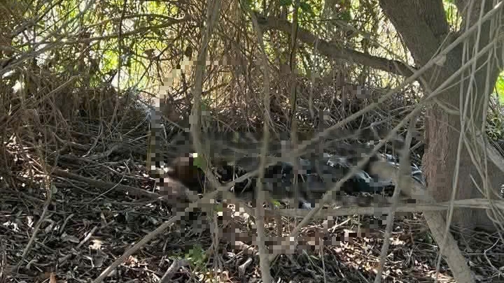 Bắc Giang: Phát hiện thi thể người đang phân hủy bên suối