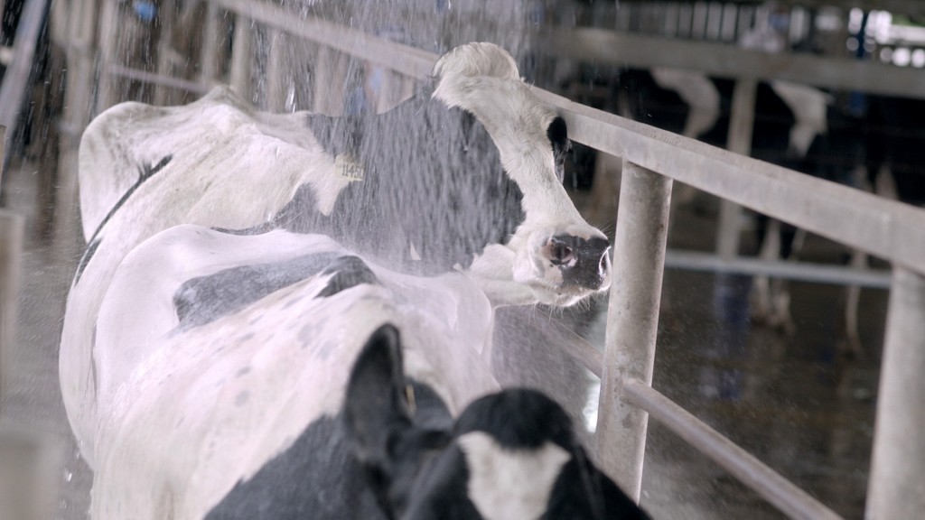 Những cô bò sữa tại trang trại sinh thái Vinamilk Green Farm là giống bò ưu việt, thuần chủng được nhập khẩu từ Mỹ, Australia, New Zealand