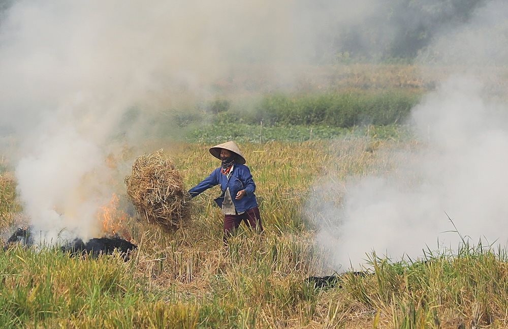 Phạt đến 3 triệu đồng đối với hành vi đốt phụ phẩm nông nghiệp cạnh đường giao thông