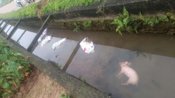 bac ninh xu ly doi tuong vut xac lon chet ra moi truong tai xa ngoc thien