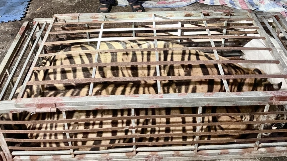 Bắc Giang: Bắt quả tang đối tượng tàng trữ cá thể hổ
