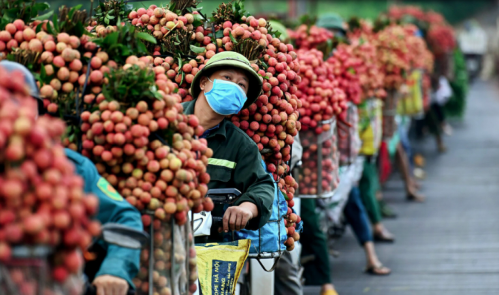 Ban Quản lý Các KCN tỉnh Bắc Giang hỗ trợ kết nối tiêu thụ vải thiều Lục Ngạn