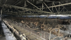 Bắc Giang: Cháy tại khu chăn nuôi, thiệt hại hơn 4000 gia cầm