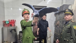 bac ninh phat hien thu giu hon 100 ca the chim hoang da tai mot nha hang