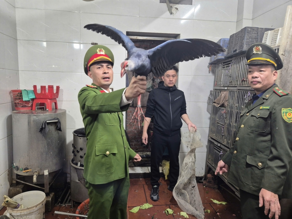 Bắc Ninh: Phát hiện, thu giữ hơn 100 cá thể chim hoang dã tại một nhà hàng Bắc Ninh: Phát hiện, thu giữ hơn 100 cá thể chim hoang dã tại một nhà hàng
