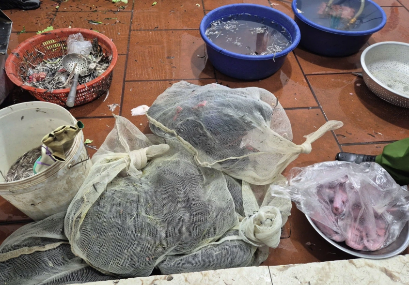 Bắc Ninh: Phát hiện, thu giữ hơn 100 cá thể chim hoang dã tại một nhà hàng Bắc Ninh: Phát hiện, thu giữ hơn 100 cá thể chim hoang dã tại một nhà hàng