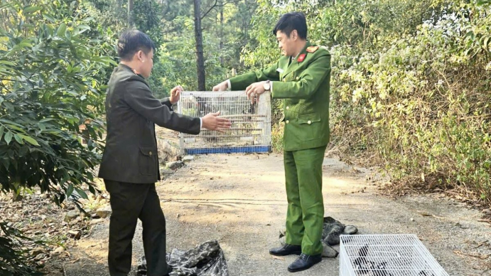 Bắc Ninh: Xử phạt trường hợp nuôi nhốt trái phép 207 cá thể chim chào mào