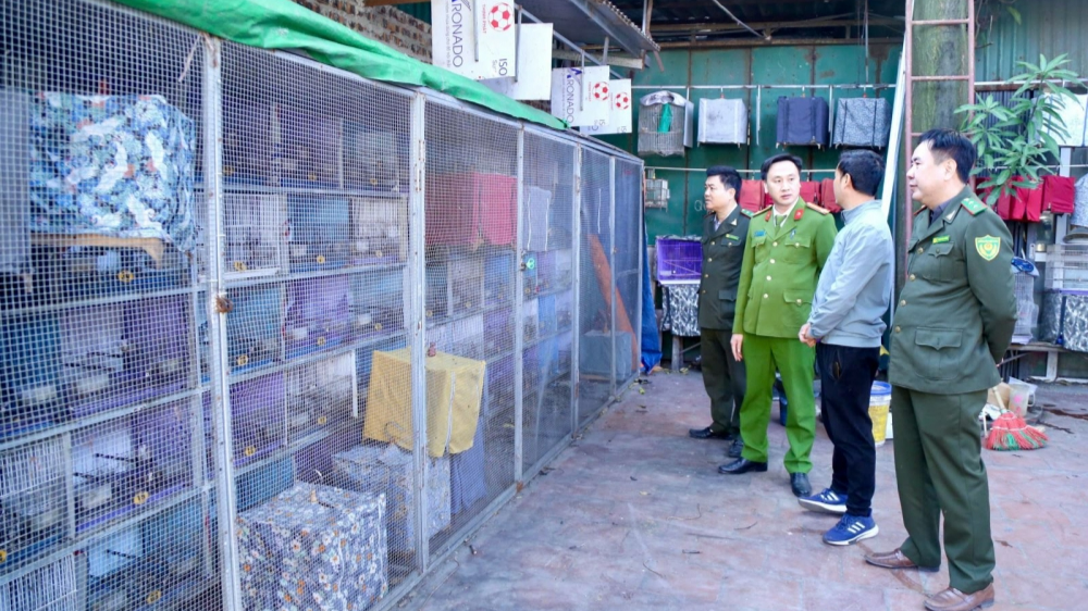 Bắc Ninh: Xử phạt trường hợp nuôi nhốt trái phép 207 cá thể chim chào mào