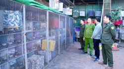 bac ninh xu phat truong hop nuoi nhot trai phep 207 ca the chim chao mao