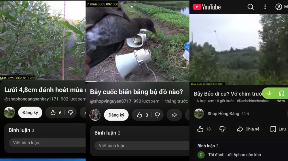 bac ninh xu phat 15 trieu dong ca nhan dang bai san bat rao ban chim hoang da tren mang xa hoi