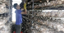 Kỹ sư cơ khí về trồng nấm mùi thơm bán cả chục tấn sang Đài Loan