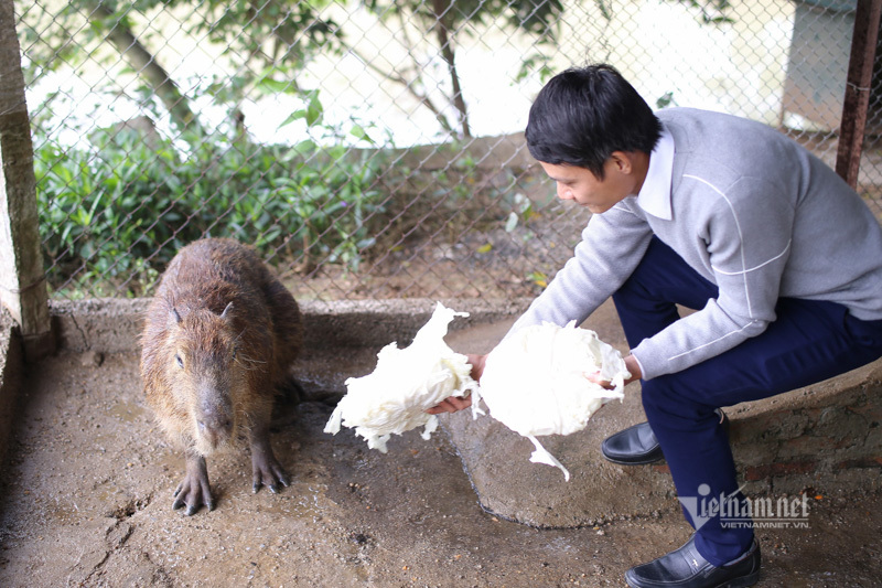 Chuột khổng lồ ở Hà Nội, nặng gần 50kg ăn rau và thích bơi lội