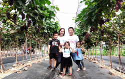 Bắc Giang: Mô hình kinh tế mới mang tên “nho Hạ Đen” làm giàu đẹp quê hương