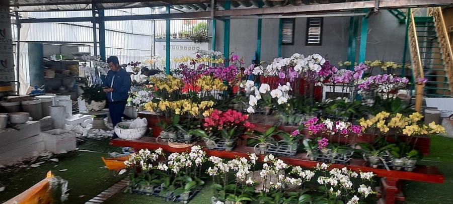 Sắc hoa xuân nở rực trên phố phường Hà Nội