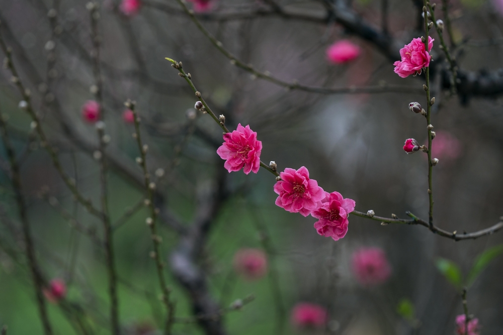      Một nhành hoa đào đặc trưng của Nhật Tân đang độ nở rực rỡ nhất