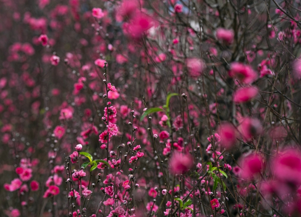          Những cành hoa đào Nhật Tân rực rỡ, đầy sức sống vươn mình khoe sắc