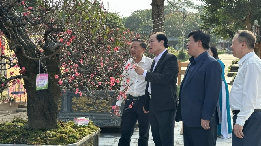 Cây đào Nhật Tân 20 năm tuổi đoạt giải Nhất Hội thi hoa đào truyền thống lần đầu được tổ chức