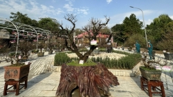 nhung diem doc dao o le hoi hoa xuan tay ho 2024