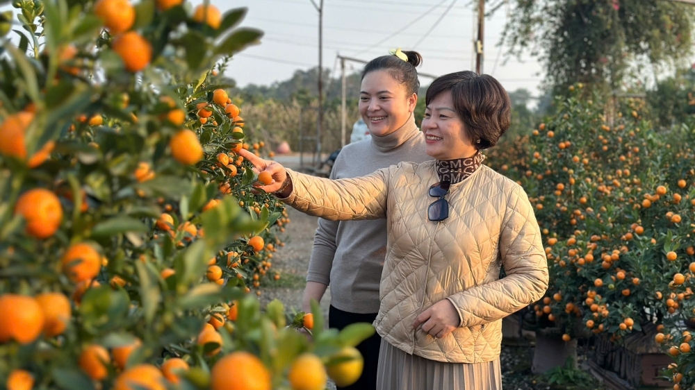 Quất Tết ở Hoàng Mai vàng trĩu quả mời gọi khách mua