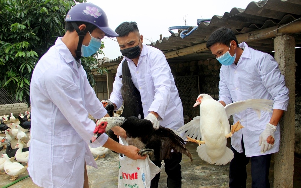 Hà Nội chủ động các phương án ứng phó với dịch cúm gia cầm