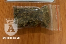 Cảnh báo tình trạng giới trẻ liều lĩnh tàng trữ, sử dụng cần sa