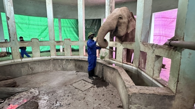 Bài học sau "Lời khẩn cầu từ vườn Thú Hà Nội"