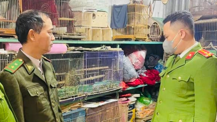 Người đàn ông nuôi nhốt 20 cá thể chim hoang dã bị phạt