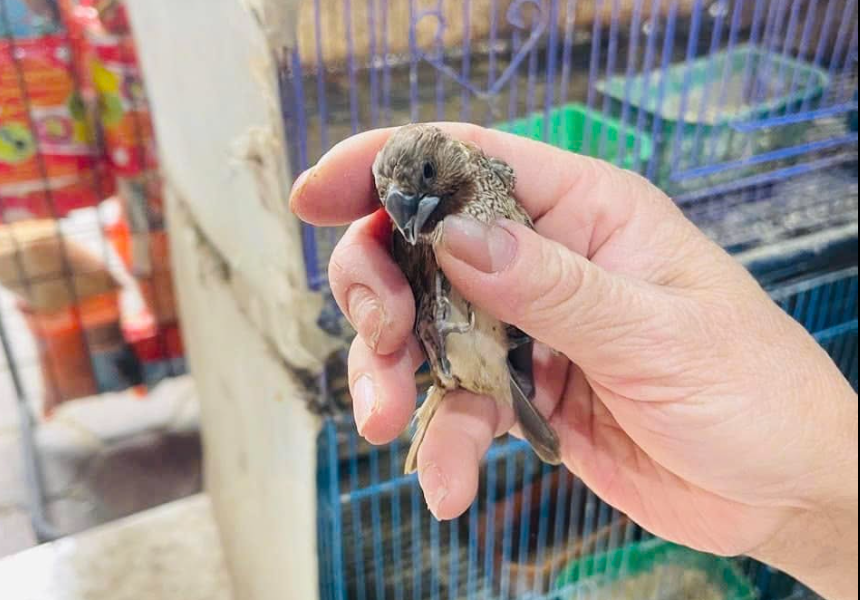 Cá thể chim rà đá được giải cứu. Ảnh: Chu Dũng