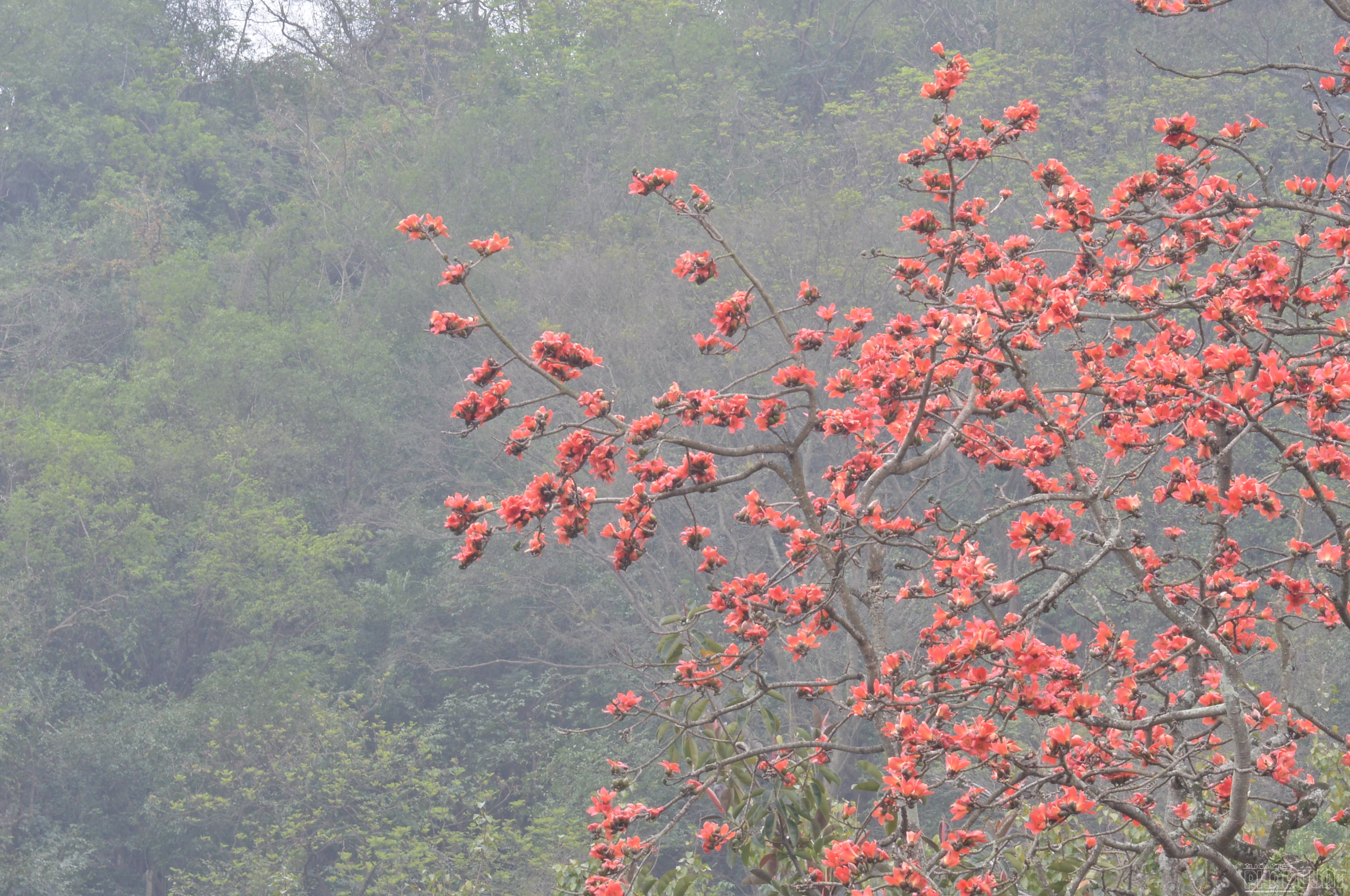 Vẻ đẹp của cây hoa gạo tháng 3 bên chùa Thầy