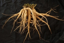 Ký kết hợp đồng "triệu đô" đầu tiên đặt mua Sâm Bố Chính Quảng Bình