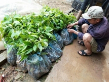 lang son dan ngheo mua cay giong gia cao