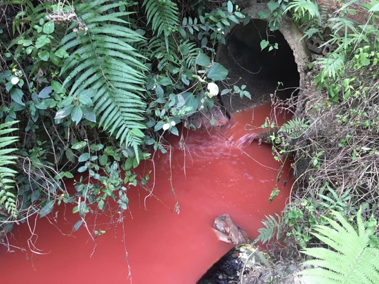 Xưởng chế biến chân gà, chân lợn vô tư xả thải