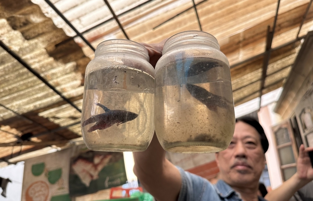 Làng Yên Phụ - Nơi lưu truyền thú chơi cá cảnh của người Hà Nội