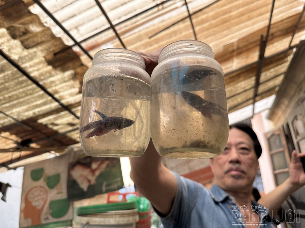Làng Yên Phụ - nơi lưu truyền thú chơi cá cảnh của người Hà Nội