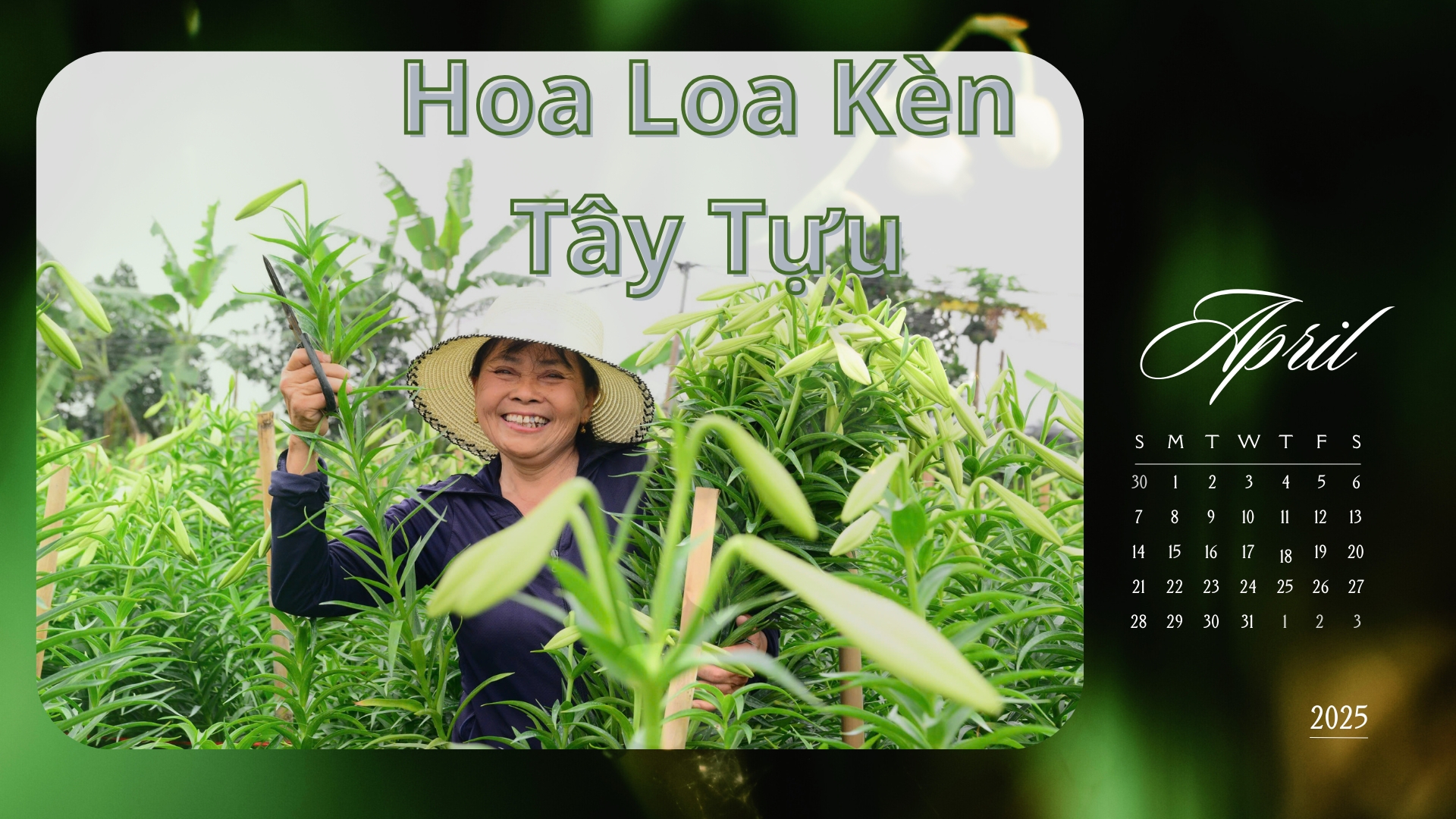 Người dân Tây Tựu phấn khởi thu hoạch hoa loa kèn đầu vụ