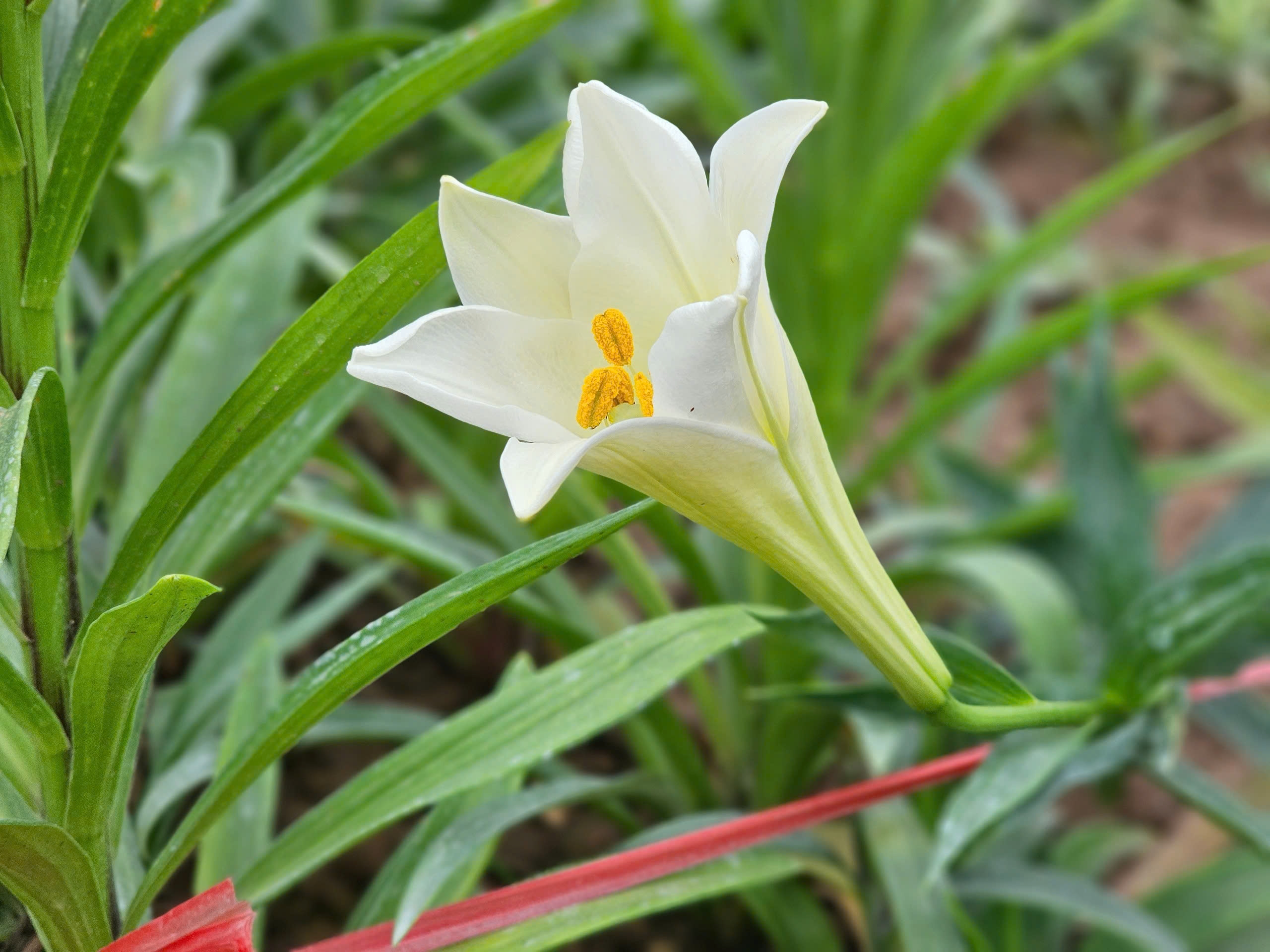 Người dân Tây Tựu phấn khởi thu hoạch hoa loa kèn đầu vụ